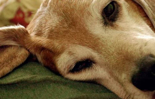 狗狗四脚朝天扭动的原因及处理方法