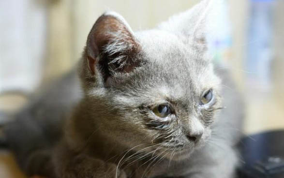 猫咪有猫癣怎么办