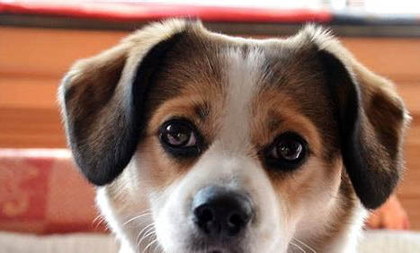 狗狗胰腺炎前兆有哪些