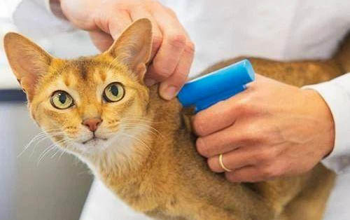 猫咪剖腹产后可以喂奶吗
