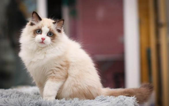 请问猫咪呕吐的原因及处理方法？