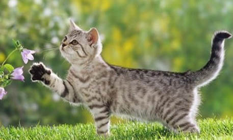 英短母猫可以长到多少斤