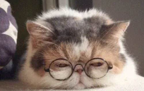 猫咪得了胰腺炎后不容易饿的原因以及处理方法