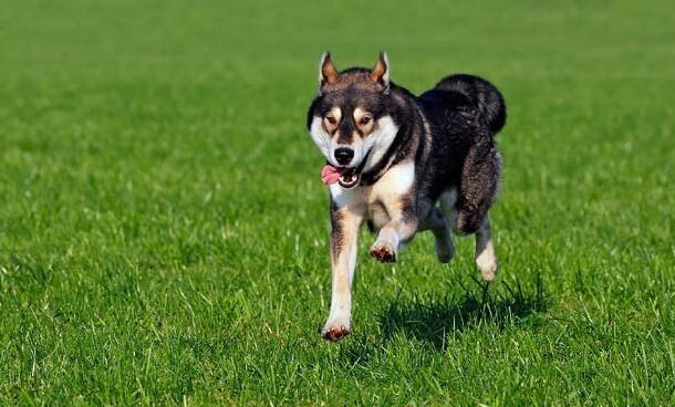 德国宾沙犬一般有多高