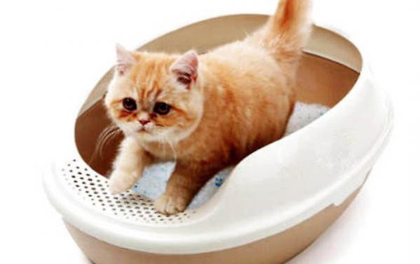 二十天的小猫可以剪指甲吗
