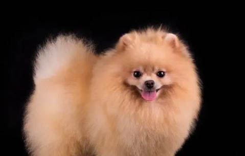 哪里有卖博美犬