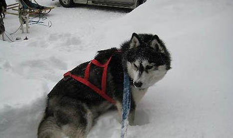 雪橇犬包括哪些?