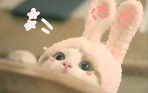 2个月小猫一天吃多少