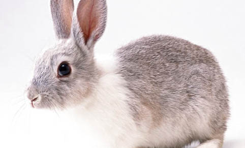 兔子有没有带细菌或者病毒