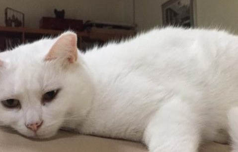 猫咪肺炎症状表现?