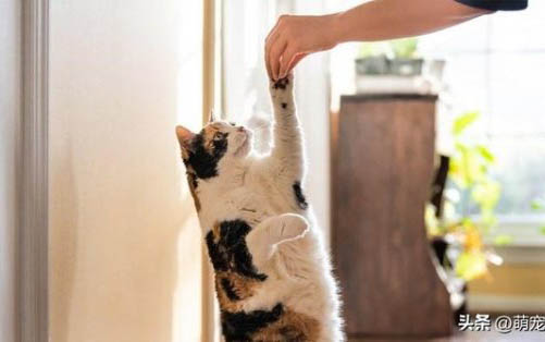家里1年以上的猫会有猫瘟吗