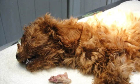 狗狗出现的6大症状 很可能是狂犬病