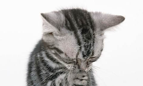 猫哭是因为伤心吗？
