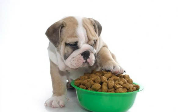 如何自制健康的狗粮给狗吃呢