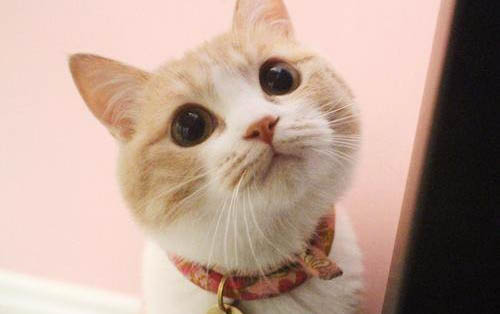奶猫不吃奶只睡觉的原因及处理方法