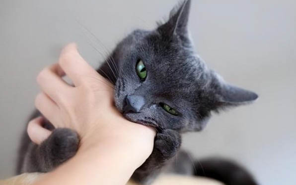 小猫的寿命一般能活多久
