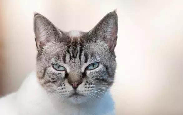 猫咪长猫癣的地方红肿如何处理