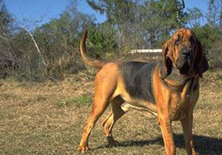 维希拉猎犬拉血便的原因及处理方法