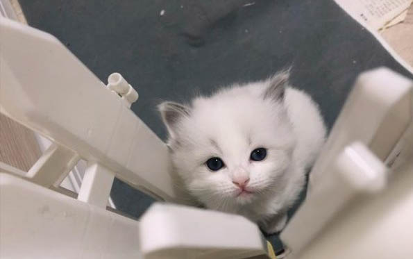 母猫怀孕多久能看出来