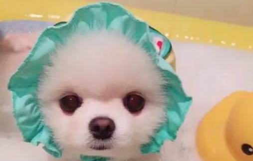棉花面纱犬哪里有卖