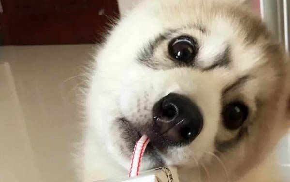 狗狗生完小狗为什么还挠地啊