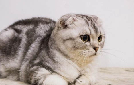 折耳猫发病症状