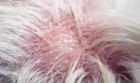 狗狗肺炎怎么治疗方法