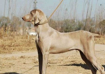 寻血猎犬坐着睡觉的原因