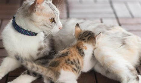 小猫像哮喘一样抽气是什么原因