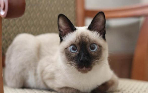 小猫什么时候可以驱虫
