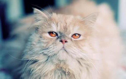 猫几天不吃东西没精神怎么办