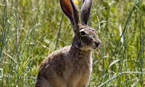 兔子的生长周期
