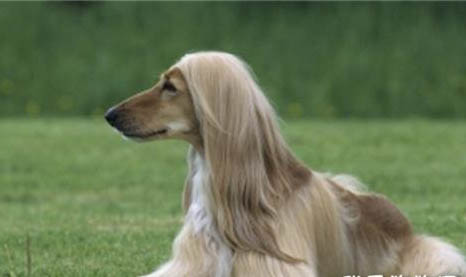 成年阿富汗猎犬多久驱虫一次