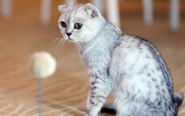 猫舍工作一个月多少工资