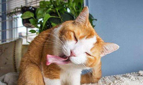 猫咪吃东西发出声音