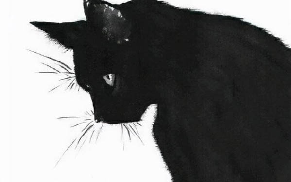 小猫不拉屎只撒尿是什么原因