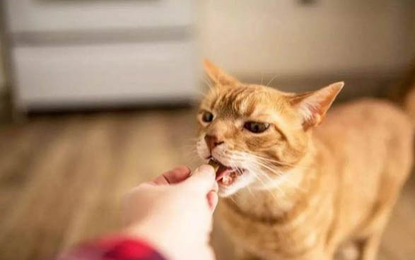 小猫出生几天睁眼睛自己能走