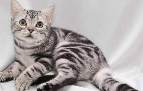 美短净梵是什么品种的猫