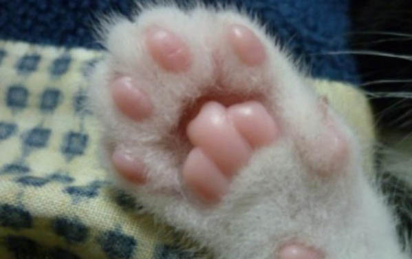 四个月的小猫可以外出吗