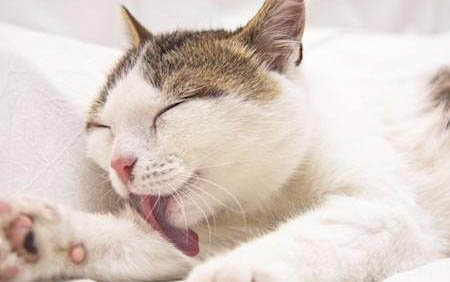 猫咪尾巴竖起来一直叫