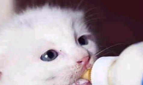 小猫假死一般持续多久