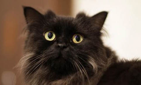 拉邦猫打喷嚏流黄鼻涕的原因及处理方法