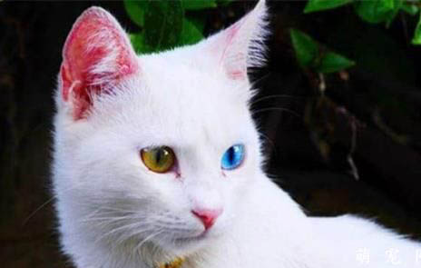 土耳其梵猫怎么饲养