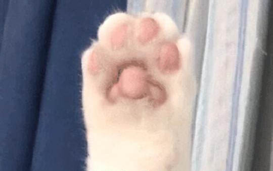 猫虱子用什么药可以杀死?
