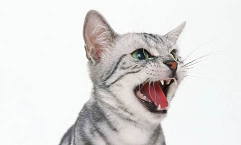 猫咪总进出猫砂盆并到处乱尿是怎么回事？