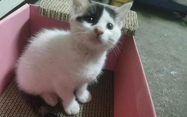 小猫叫不出声的原因