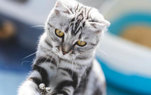 猫咪贫血的症状表现有哪些？
