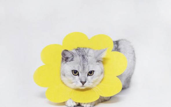 小猫的咕噜咕噜的声音