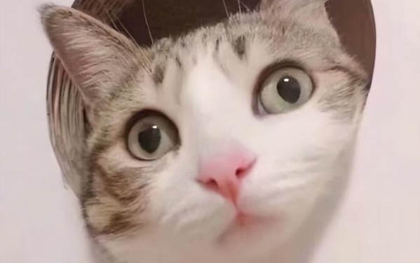 猫肠胃不好老是吐怎么办