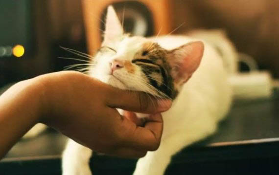 猫膀胱炎是什么原因引起的?